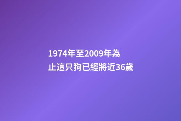 1974年至2009年為止這只狗已經將近36歲-第1張-觀點-玄機派