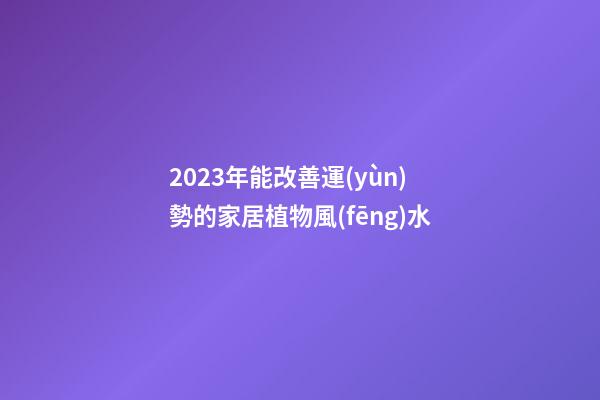 2023年能改善運(yùn)勢的家居植物風(fēng)水