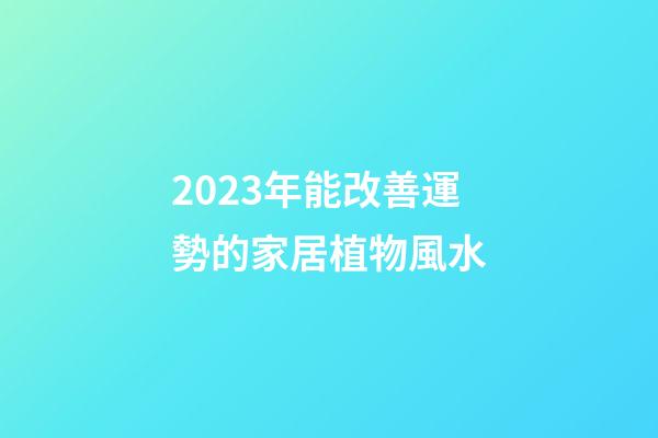 2023年能改善運勢的家居植物風水