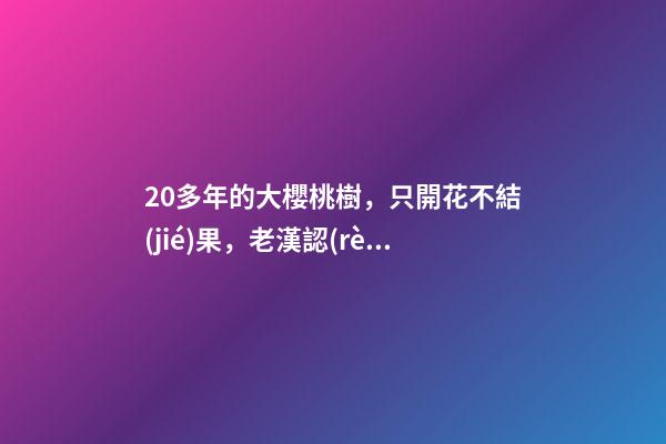 20多年的大櫻桃樹，只開花不結(jié)果，老漢認(rèn)為是“風(fēng)水問題”