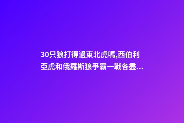 30只狼打得過東北虎嗎,西伯利亞虎和俄羅斯狼爭霸一戰各盡殺招-第1張-觀點-玄機派