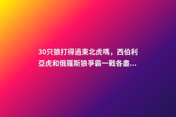 30只狼打得過東北虎嗎，西伯利亞虎和俄羅斯狼爭霸一戰各盡殺招-第1張-觀點-玄機派