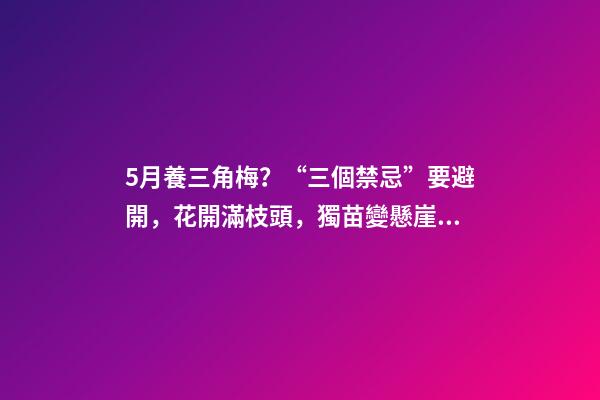 5月養三角梅？“三個禁忌”要避開，花開滿枝頭，獨苗變懸崖老樁