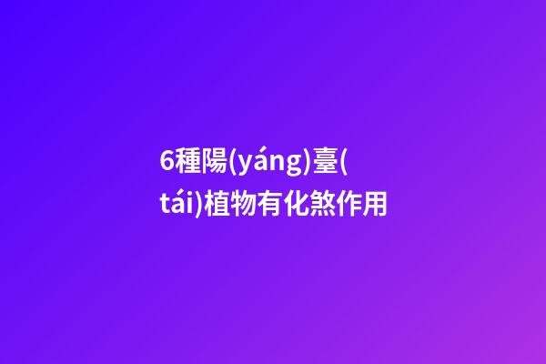 6種陽(yáng)臺(tái)植物有化煞作用