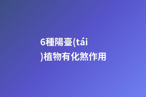 6種陽臺(tái)植物有化煞作用