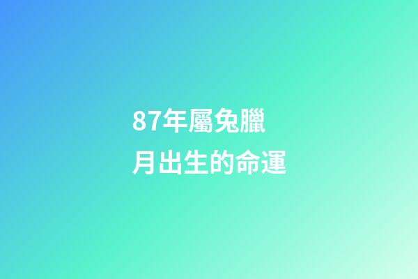 87年屬兔臘月出生的命運(屬虎和屬兔臘月初一真的轉運了，春節前外債還清，春節后財運爆棚)-第1張-觀點-玄機派