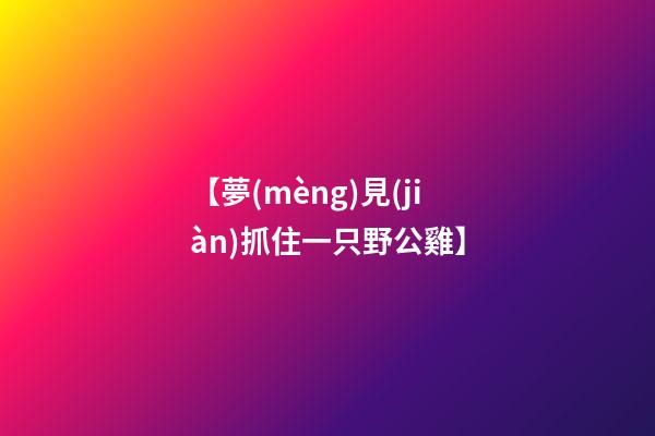 【夢(mèng)見(jiàn)抓住一只野公雞】