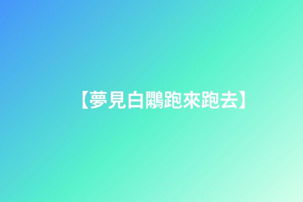 【夢見白鷴跑來跑去】