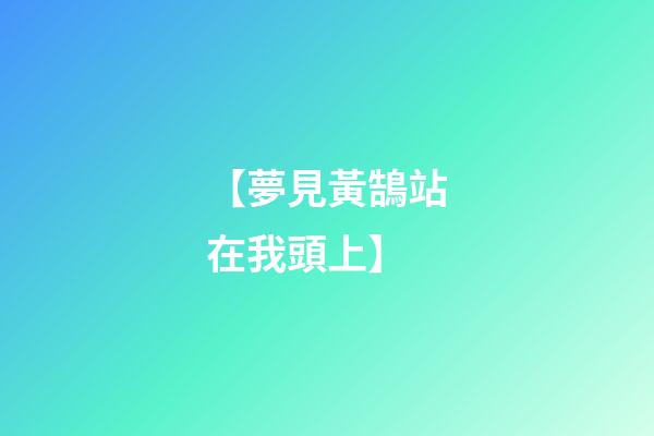 【夢見黃鵠站在我頭上】