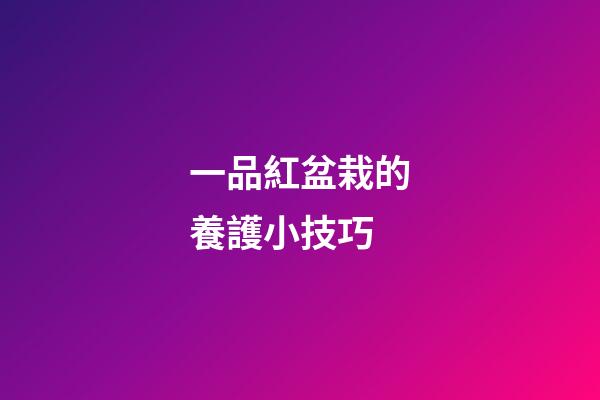 一品紅盆栽的養護小技巧
