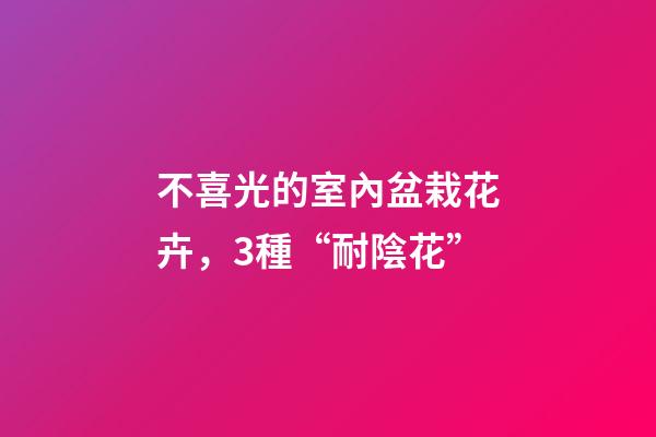 不喜光的室內盆栽花卉，3種“耐陰花”-第1張-觀點-玄機派