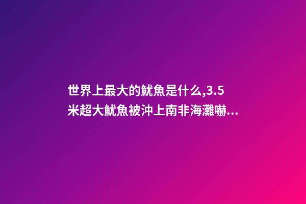 世界上最大的魷魚是什么,3.5米超大魷魚被沖上南非海灘嚇跑游客!深海-第1張-觀點-玄機派
