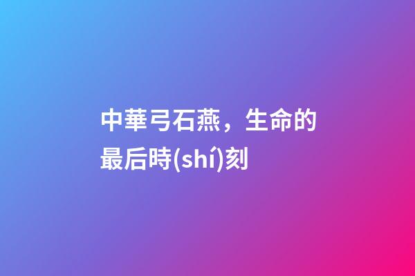 中華弓石燕，生命的最后時(shí)刻-第1張-觀點(diǎn)-玄機(jī)派