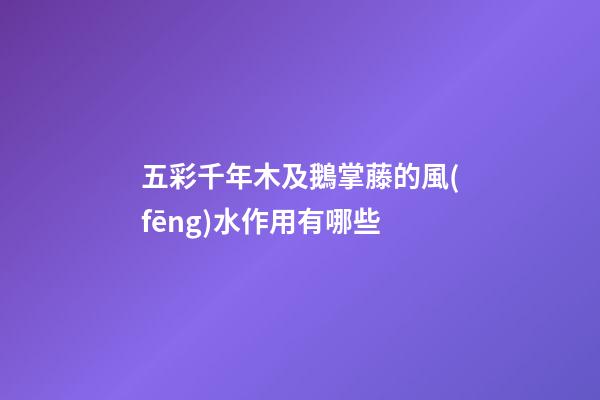 五彩千年木及鵝掌藤的風(fēng)水作用有哪些?