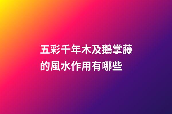 五彩千年木及鵝掌藤的風水作用有哪些?