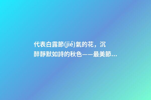 代表白露節(jié)氣的花，沉醉靜默如詩的秋色——最美節(jié)氣白露插花集萃