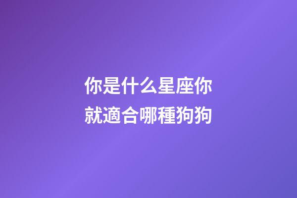 你是什么星座你就適合哪種狗狗-第1張-星座運勢-玄機派