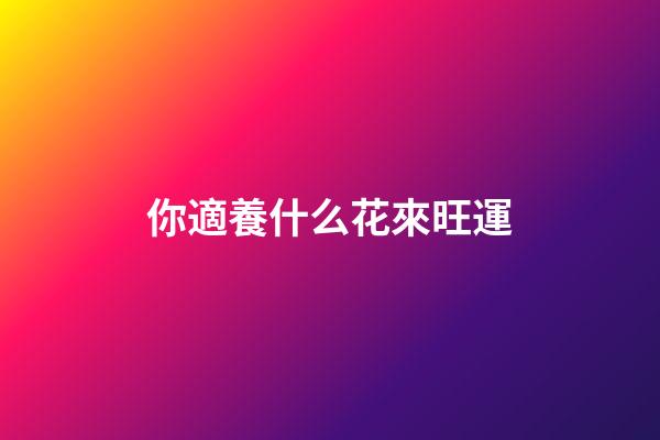 你適養什么花來旺運