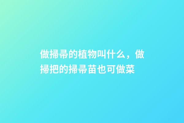 做掃帚的植物叫什么，做掃把的掃帚苗也可做菜-第1張-觀點-玄機派