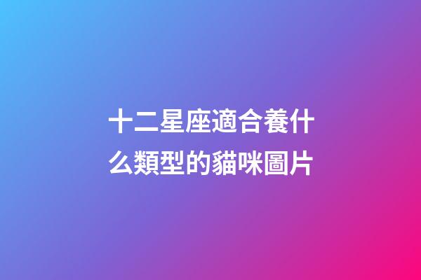 十二星座適合養什么類型的貓咪圖片-第1張-星座運勢-玄機派