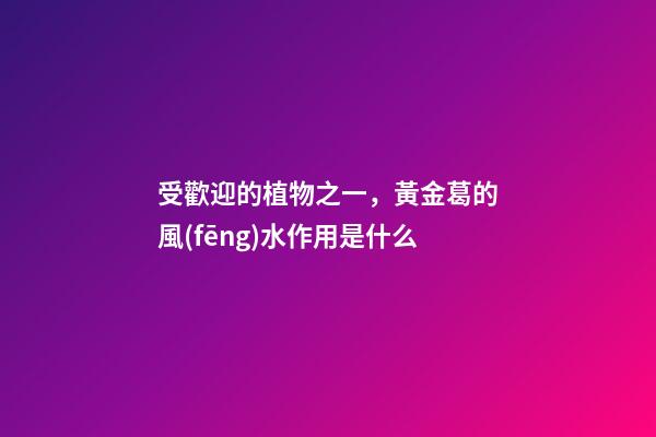 受歡迎的植物之一，黃金葛的風(fēng)水作用是什么