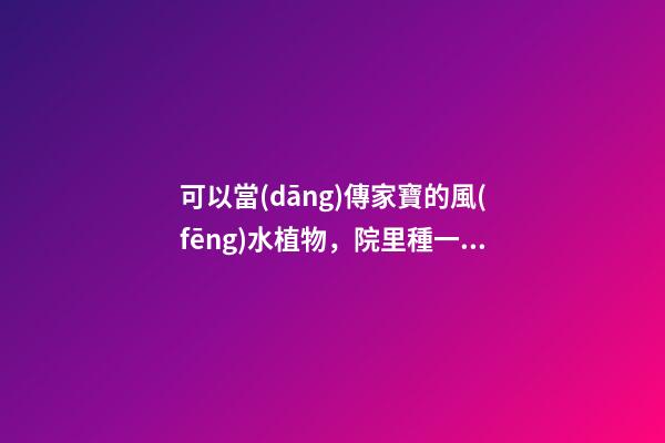 可以當(dāng)傳家寶的風(fēng)水植物，院里種一棵，開(kāi)花就是千萬(wàn)朵，紫氣東來(lái)