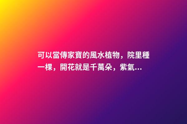 可以當傳家寶的風水植物，院里種一棵，開花就是千萬朵，紫氣東來