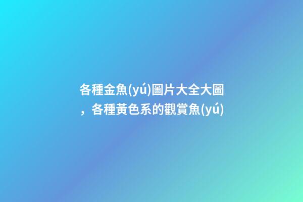 各種金魚(yú)圖片大全大圖，各種黃色系的觀賞魚(yú)-第1張-觀點(diǎn)-玄機(jī)派