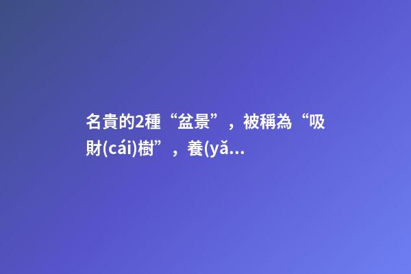 名貴的2種“盆景”，被稱為“吸財(cái)樹”，養(yǎng)家里寓意好，莖干好看