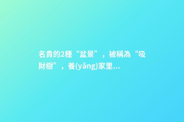 名貴的2種“盆景”，被稱為“吸財樹”，養(yǎng)家里寓意好，莖干好看