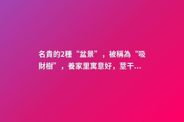 名貴的2種“盆景”，被稱為“吸財樹”，養家里寓意好，莖干好看