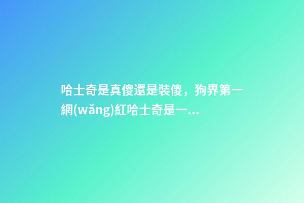 哈士奇是真傻還是裝傻，狗界第一網(wǎng)紅哈士奇是一種怎樣的狗-第1張-觀點-玄機派