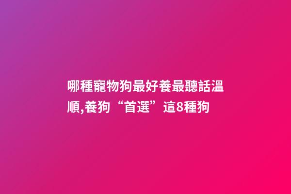 哪種寵物狗最好養最聽話溫順,養狗“首選”這8種狗-第1張-觀點-玄機派