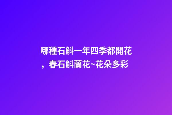 哪種石斛一年四季都開花，春石斛蘭花~花朵多彩-第1張-觀點-玄機派