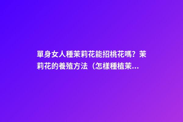 單身女人種茉莉花能招桃花嗎？茉莉花的養殖方法（怎樣種植茉莉花才多花）