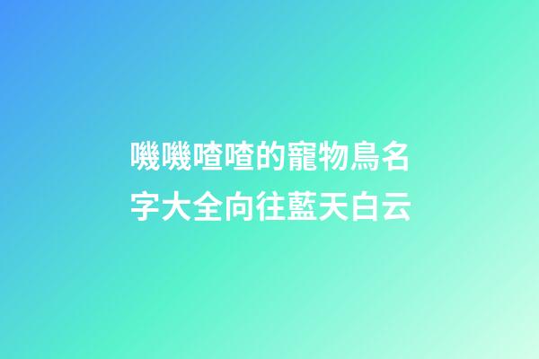 嘰嘰喳喳的寵物鳥名字大全向往藍天白云