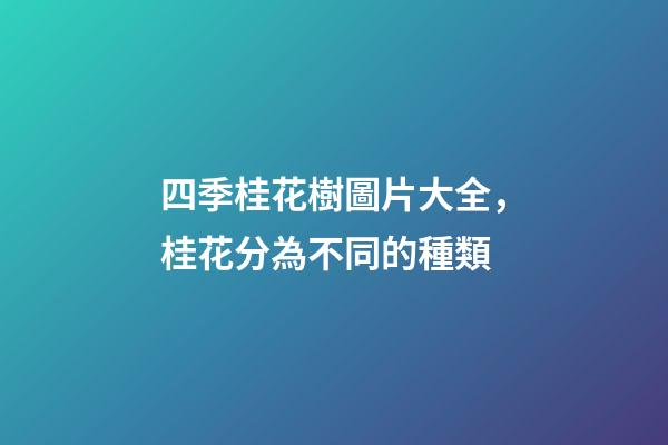 四季桂花樹圖片大全，桂花分為不同的種類-第1張-觀點-玄機派