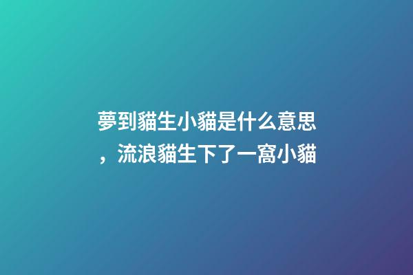 夢到貓生小貓是什么意思，流浪貓生下了一窩小貓-第1張-觀點-玄機派