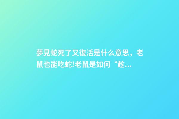 夢見蛇死了又復活是什么意思，老鼠也能吃蛇!老鼠是如何“趁蛇病-第1張-觀點-玄機派