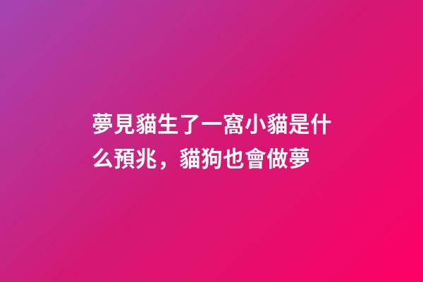 夢見貓生了一窩小貓是什么預兆，貓狗也會做夢-第1張-觀點-玄機派