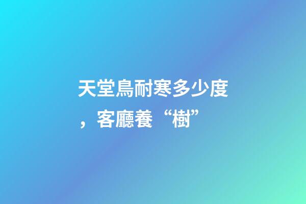 天堂鳥耐寒多少度，客廳養“樹”-第1張-觀點-玄機派