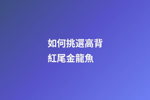 如何挑選高背紅尾金龍魚?