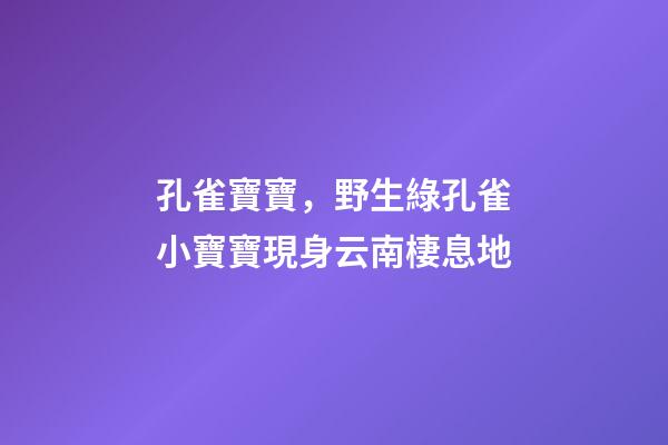 孔雀寶寶，野生綠孔雀小寶寶現身云南棲息地-第1張-觀點-玄機派