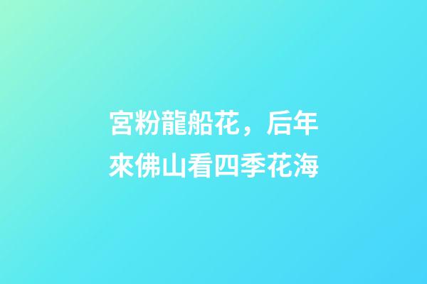 宮粉龍船花，后年來佛山看四季花海-第1張-觀點-玄機派