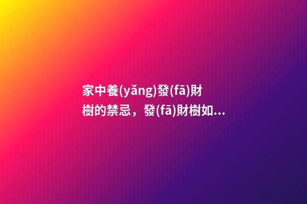 家中養(yǎng)發(fā)財樹的禁忌，發(fā)財樹如何擺放