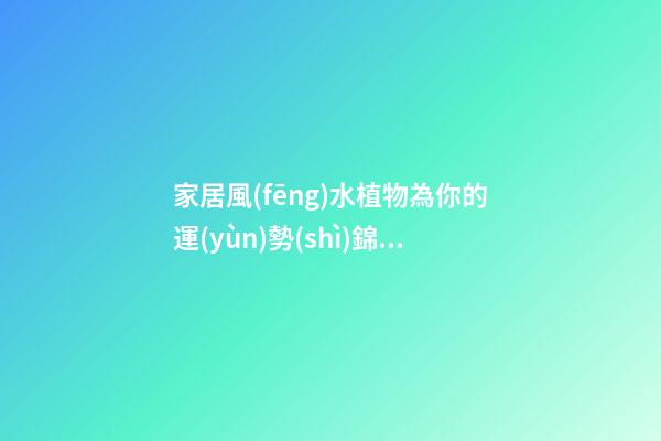 家居風(fēng)水植物為你的運(yùn)勢(shì)錦上添花