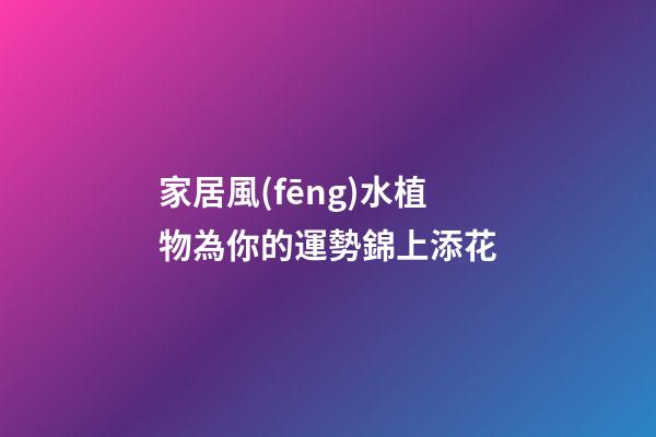 家居風(fēng)水植物為你的運勢錦上添花