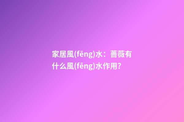 家居風(fēng)水：薔薇有什么風(fēng)水作用？