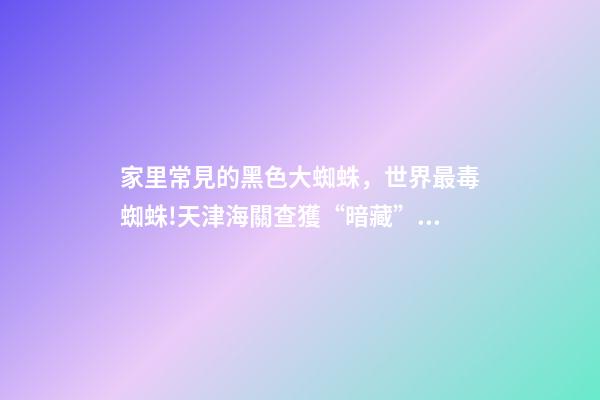 家里常見的黑色大蜘蛛，世界最毒蜘蛛!天津海關查獲“暗藏”黑寡婦的貨物-第1張-觀點-玄機派