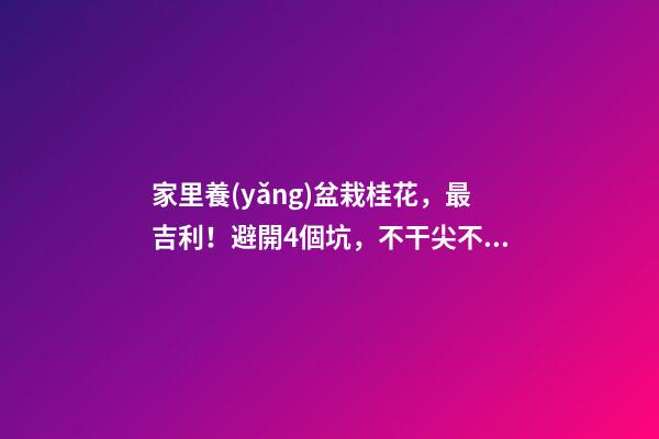 家里養(yǎng)盆栽桂花，最吉利！避開4個坑，不干尖不黃葉，四季飄香